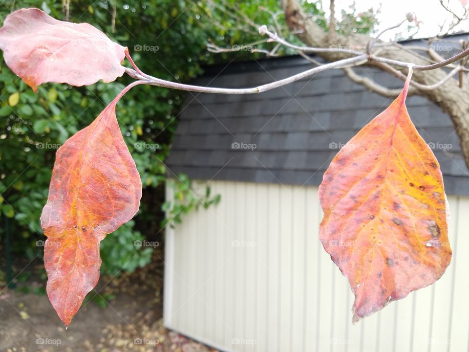 Leaves on a branch