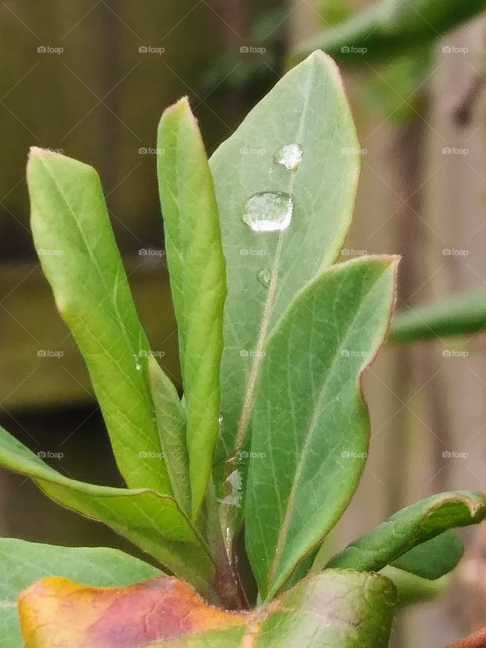 honeysuckle leaves with raindrops