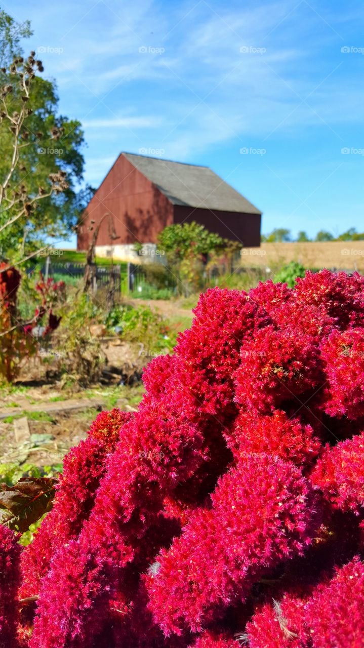 the garden and the barn