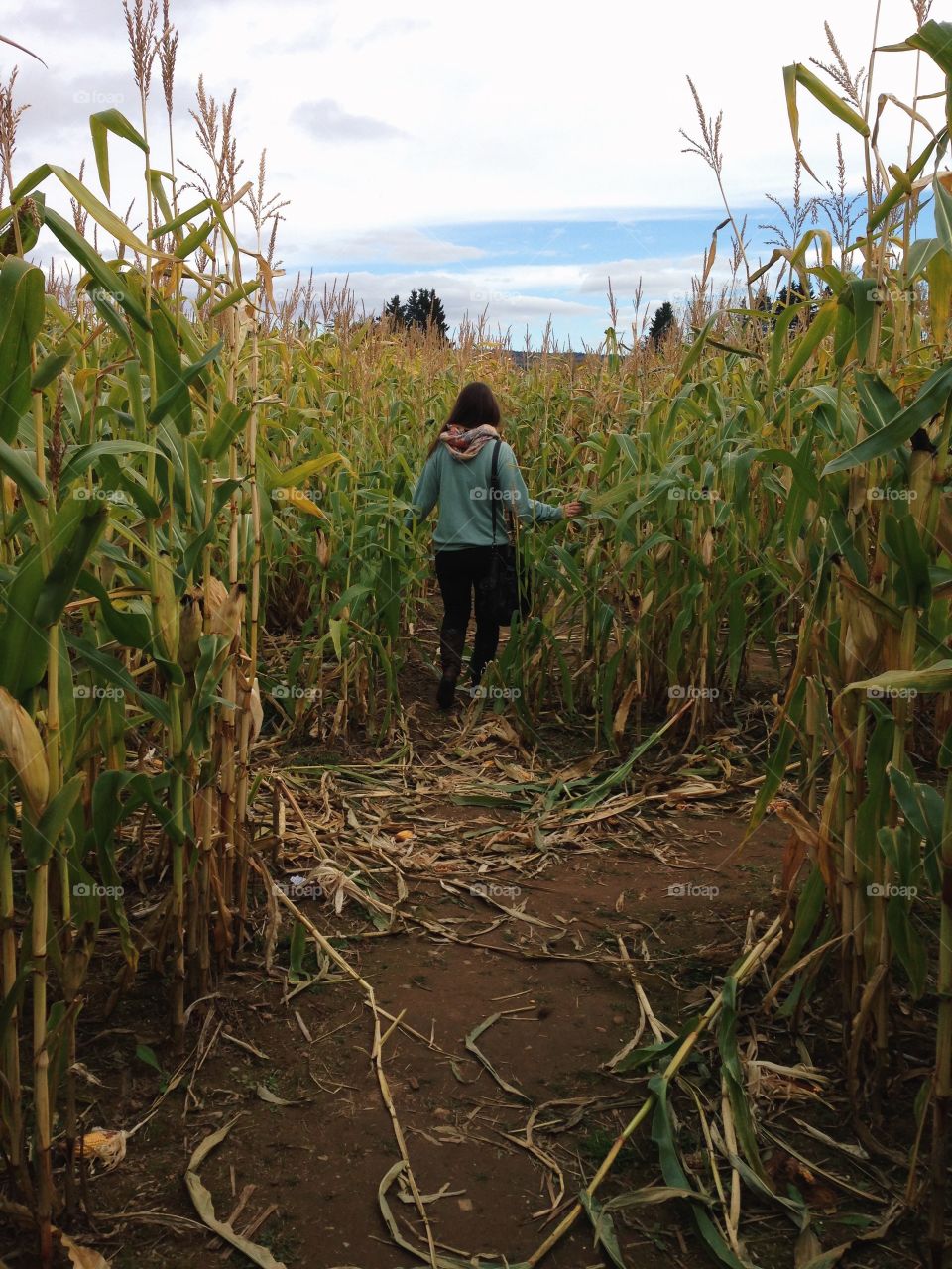 Corn Maze 🍂🍂