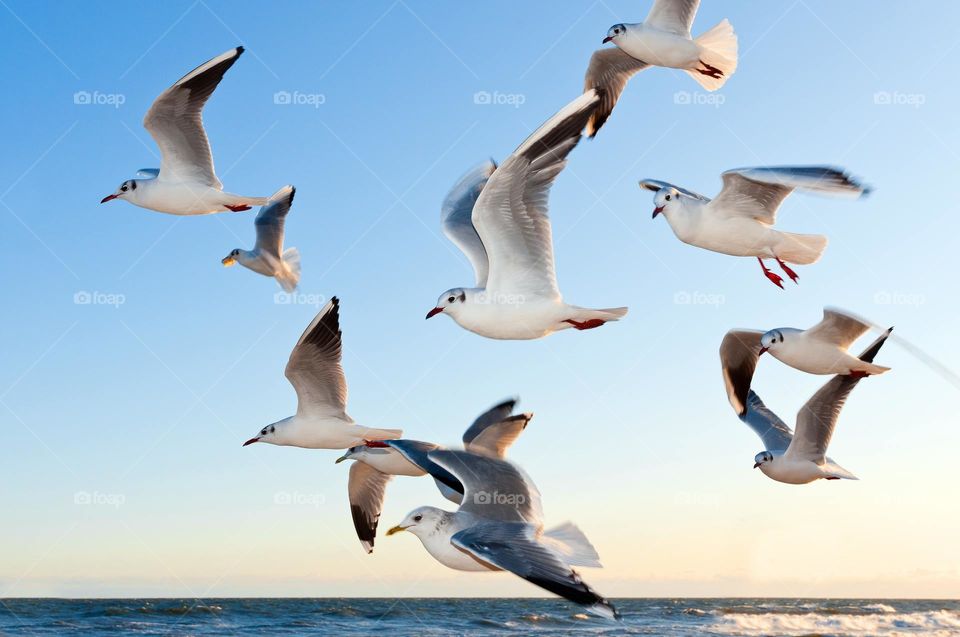 Awesome shot of a flock of Seagulls.  All proceeds go towards the conservation of endangered species.