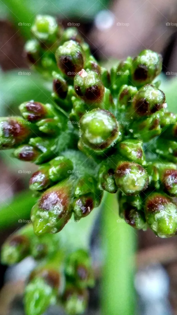 plant
