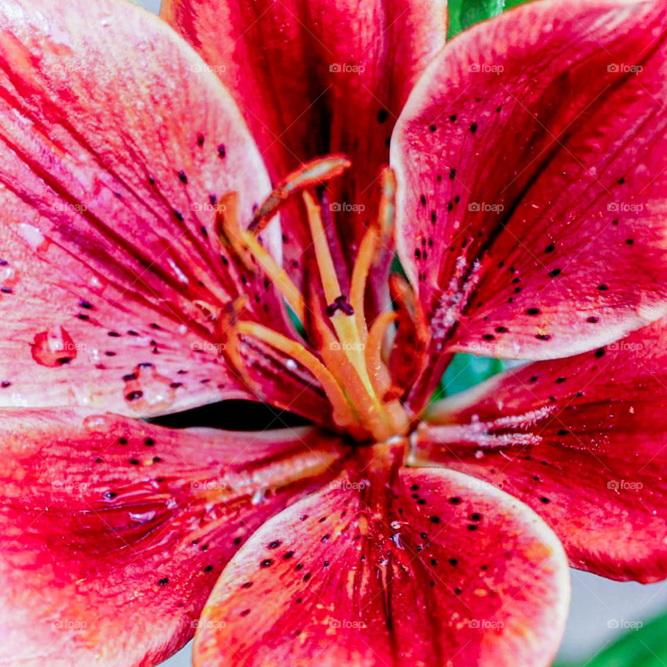 red vibrant flower after rain