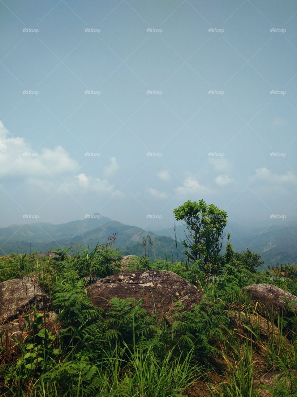 grass on mountain peak