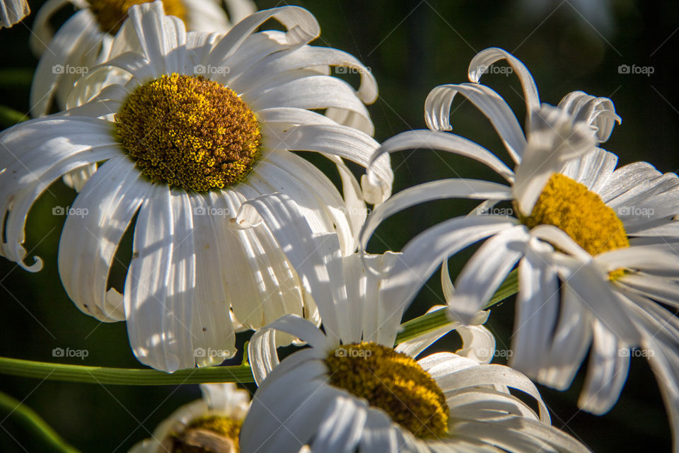 Close-up of a white flowers