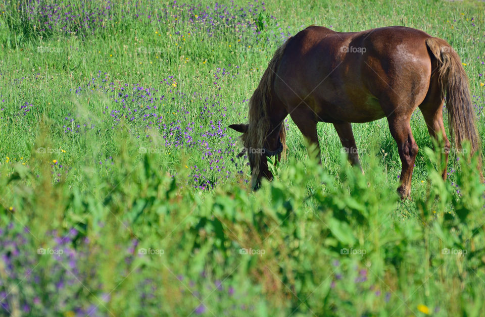 Grazing