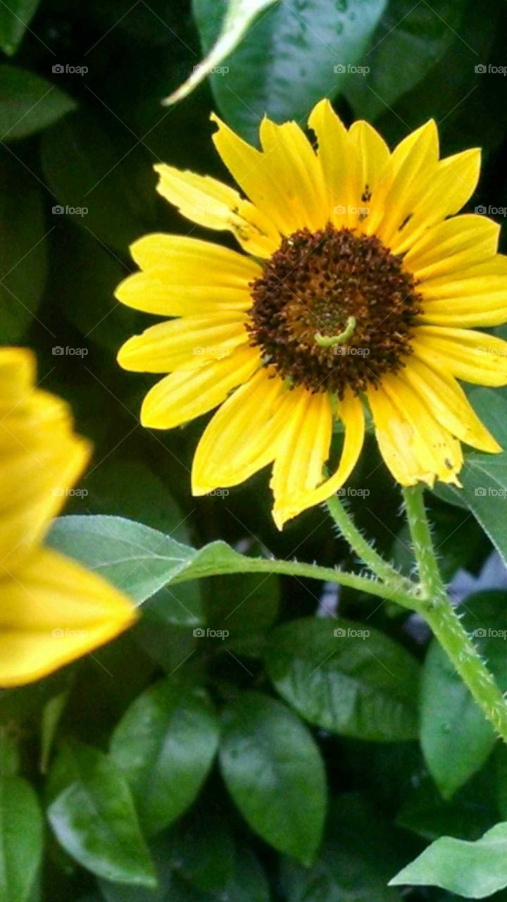 wild sunflower