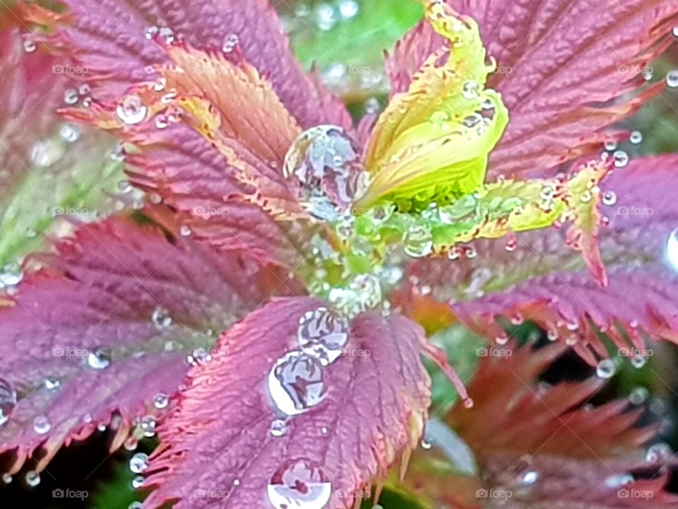 Raindrops on flower