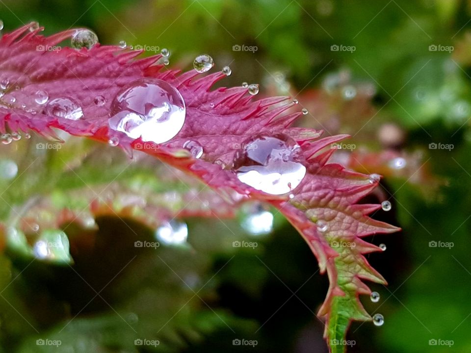 Raindrops on red leaf