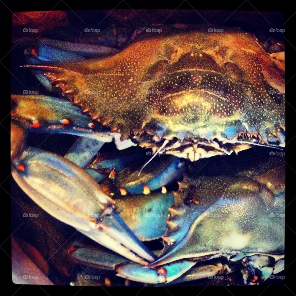 Maryland blue crab 