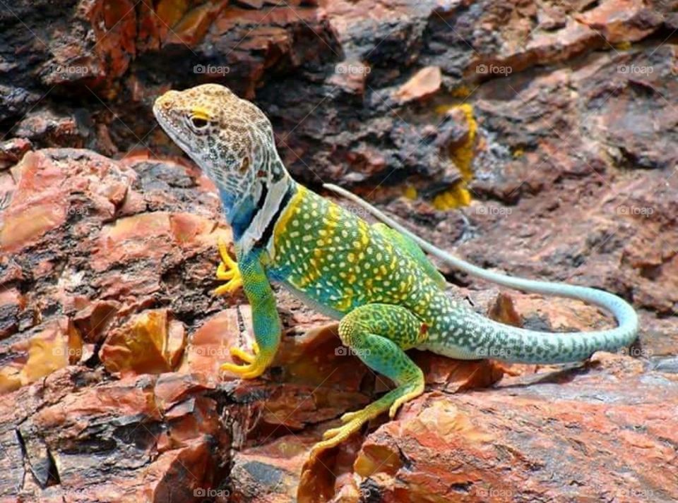The common collared lizard can reach 20-38 cm in length (including the tail), with a large head and powerful jaws!