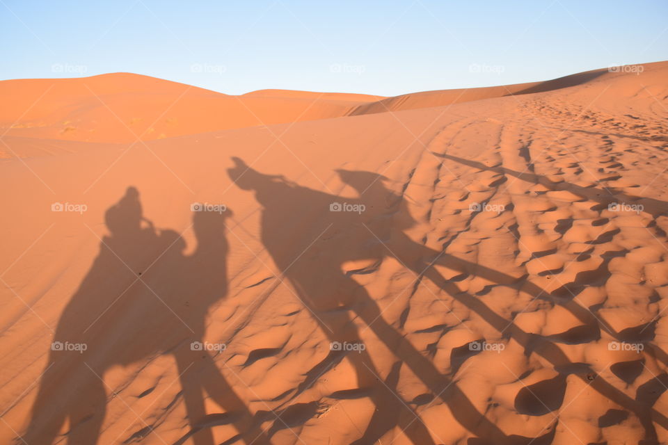 Dromedary Shadows at Sahara desert, Morroco