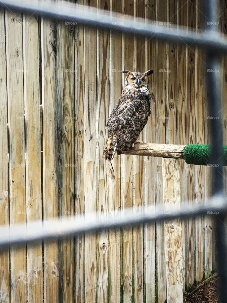 Portrait of a owl