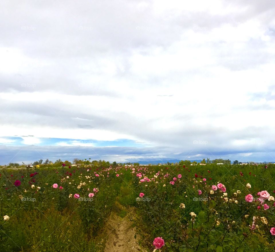 Pathway through Flower Field