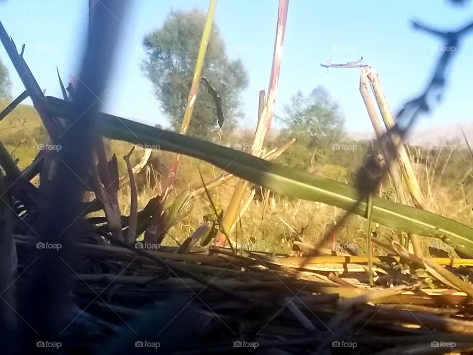 nature