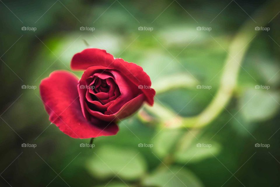 Red rose in the garden