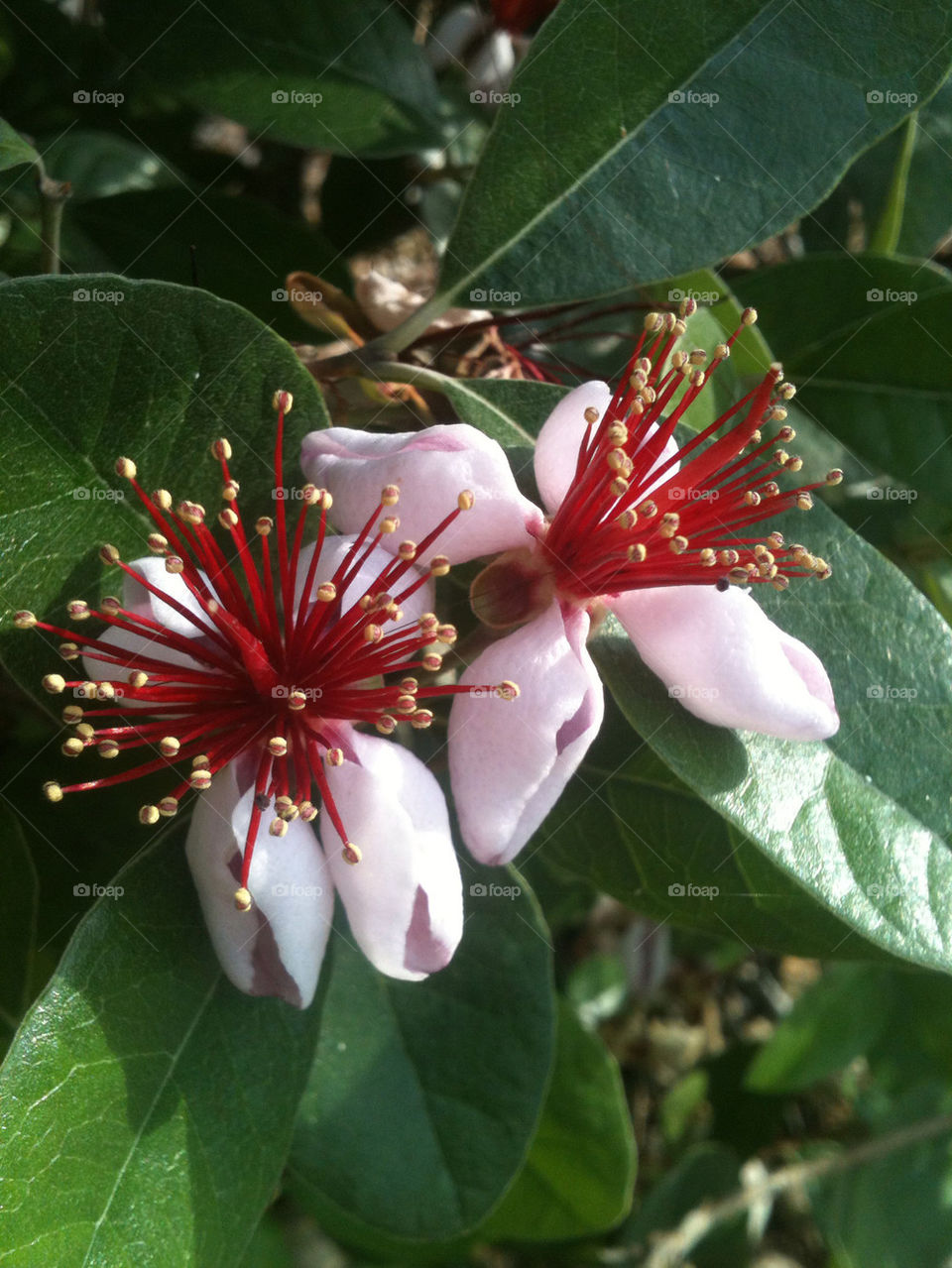 RED FIREWORKS FLOWER