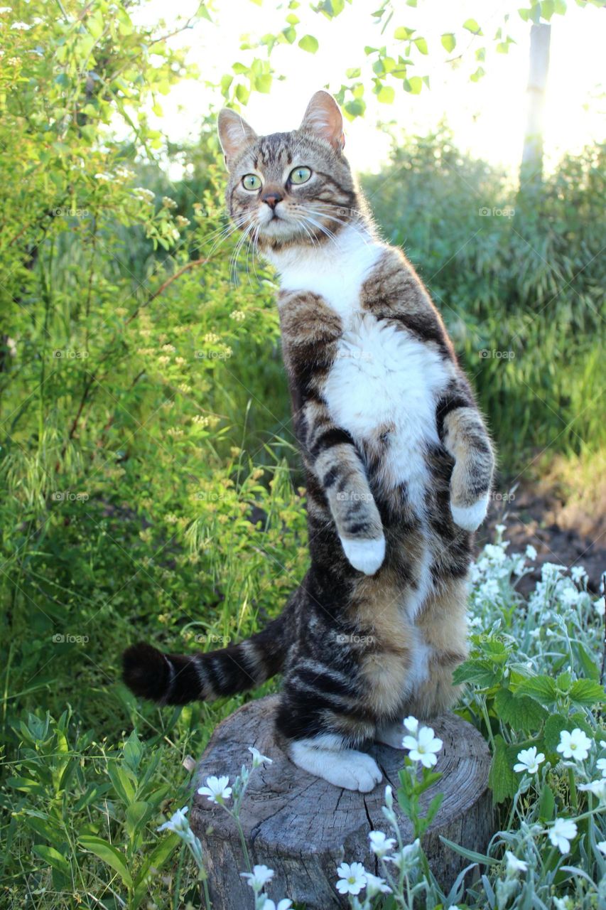 cat on a stump