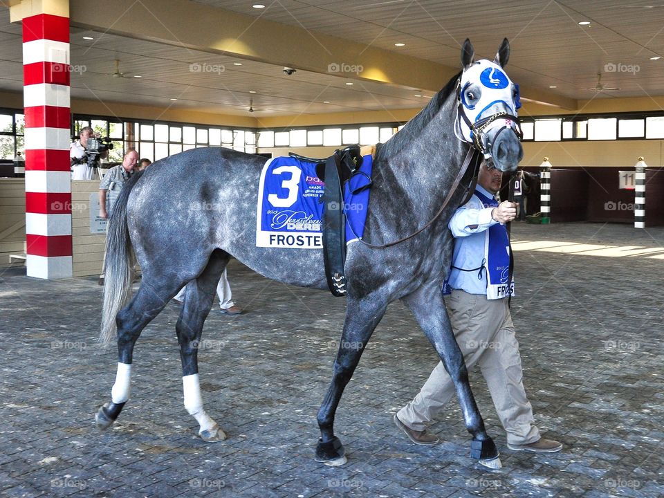 Frosted - Pennsylvania Derby. Top 3 yr-old Frosted, a dapple gray thoroughbred warming up in the paddock at Parx.
Zazzle.com/fleetphoto