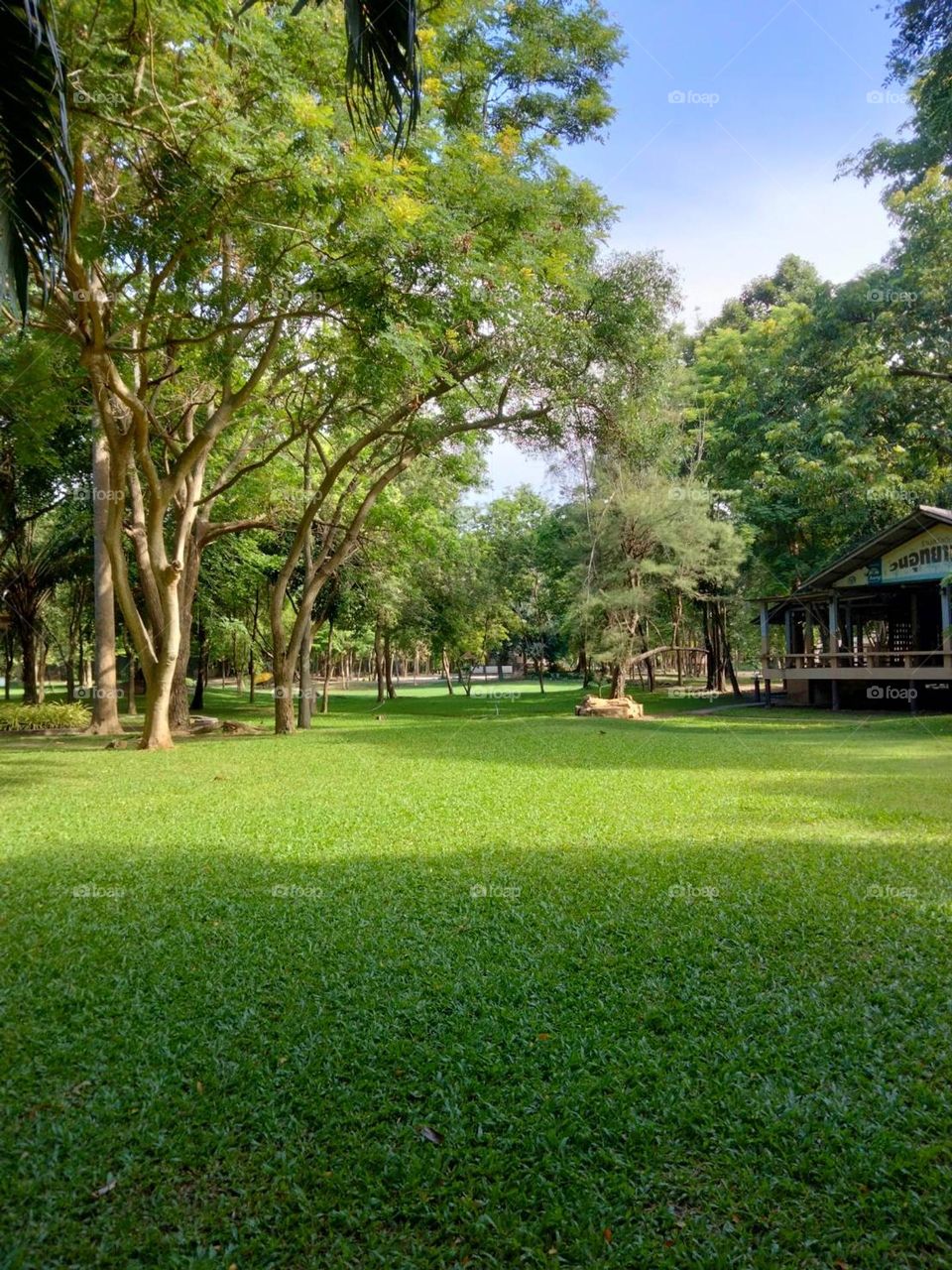 Greenery forest park