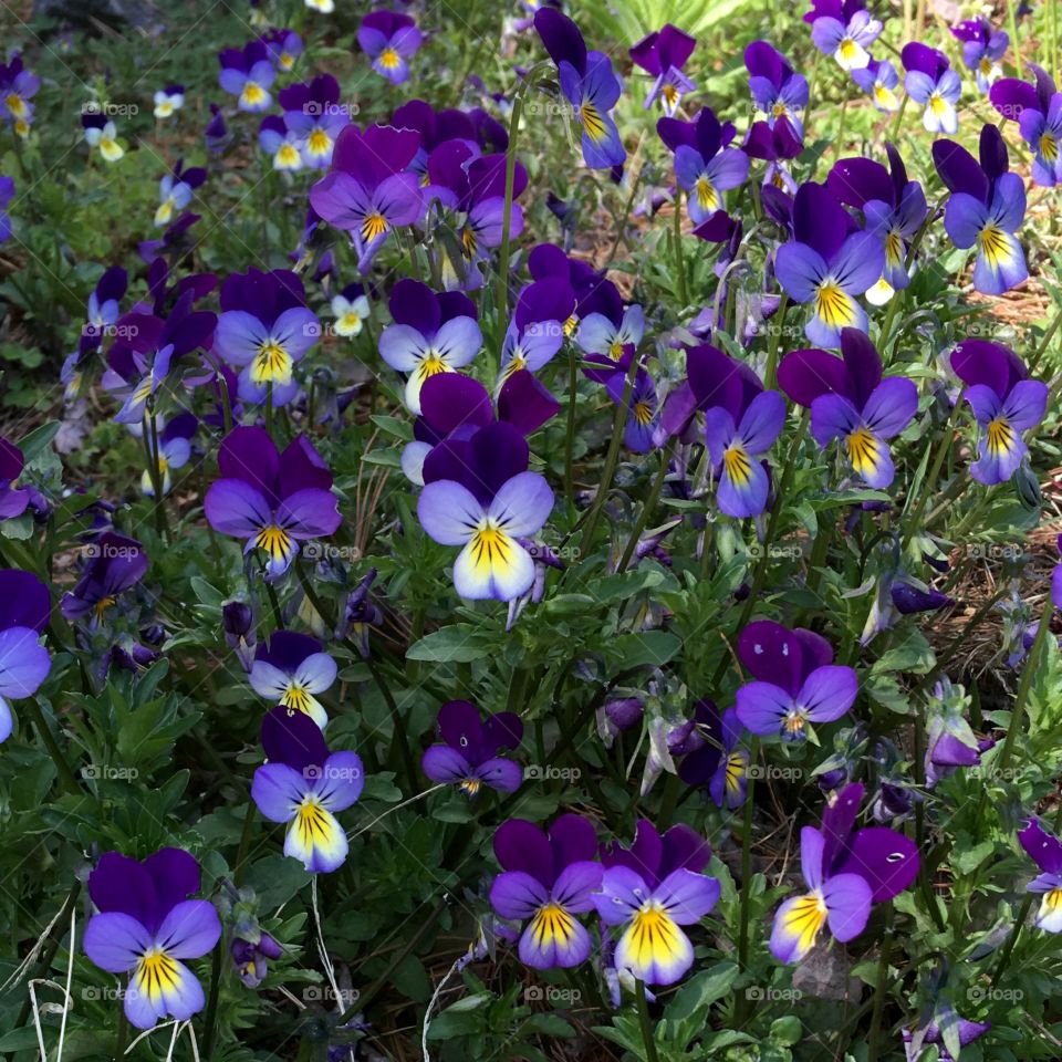 Patch of free growing perennial pansies!