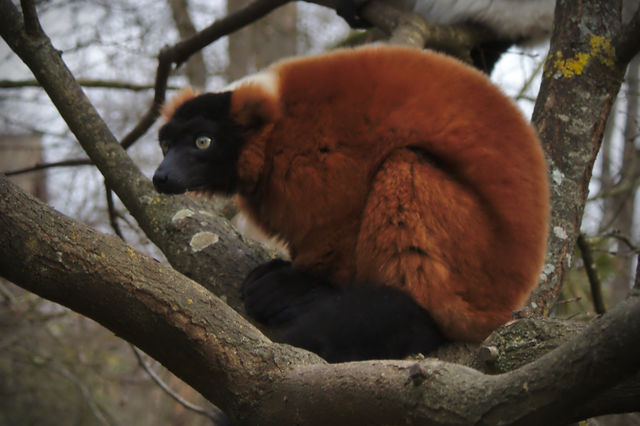 lemur