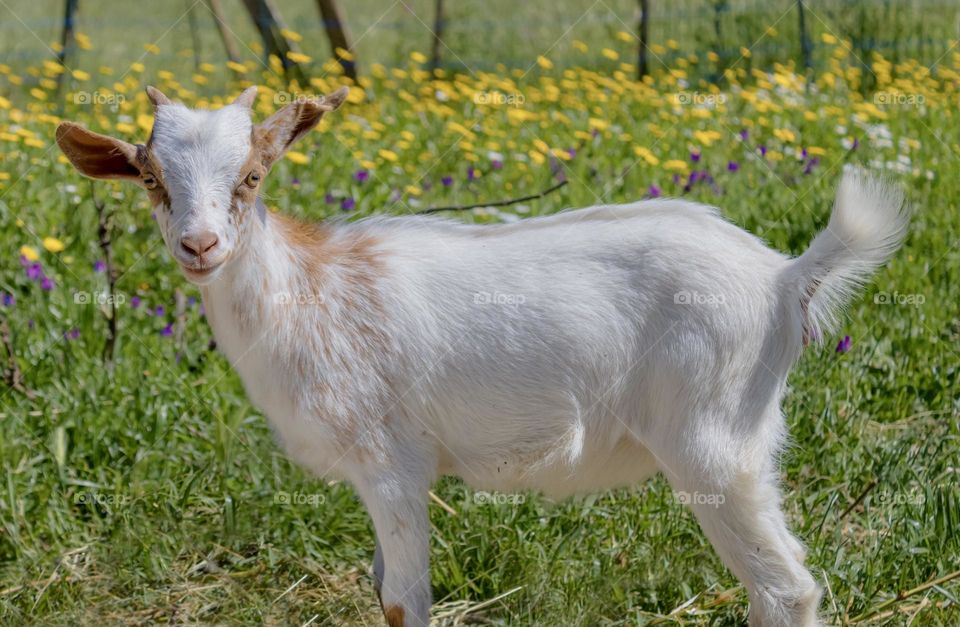 A young white goat in a field of green & yellow spring flowers