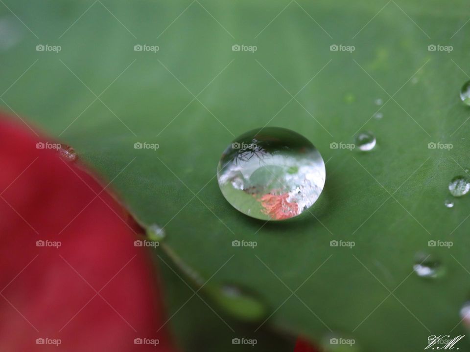 Raindrop on leaf closeup with reflection 