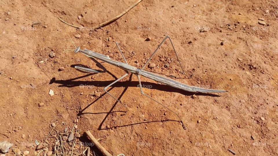 giant mantis in all its glory