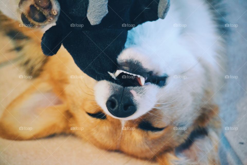 Cute dog with a toy