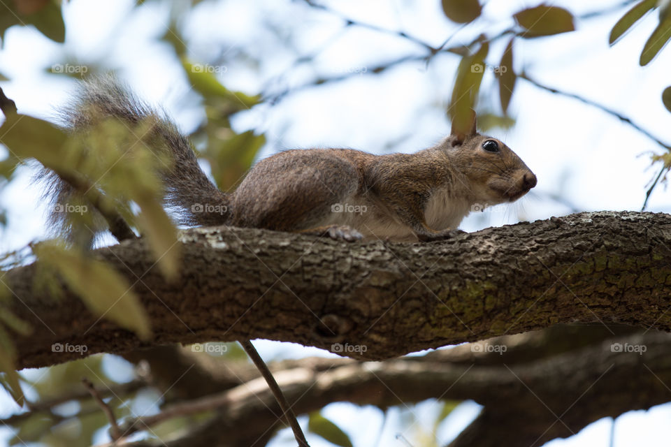 Squirrel 