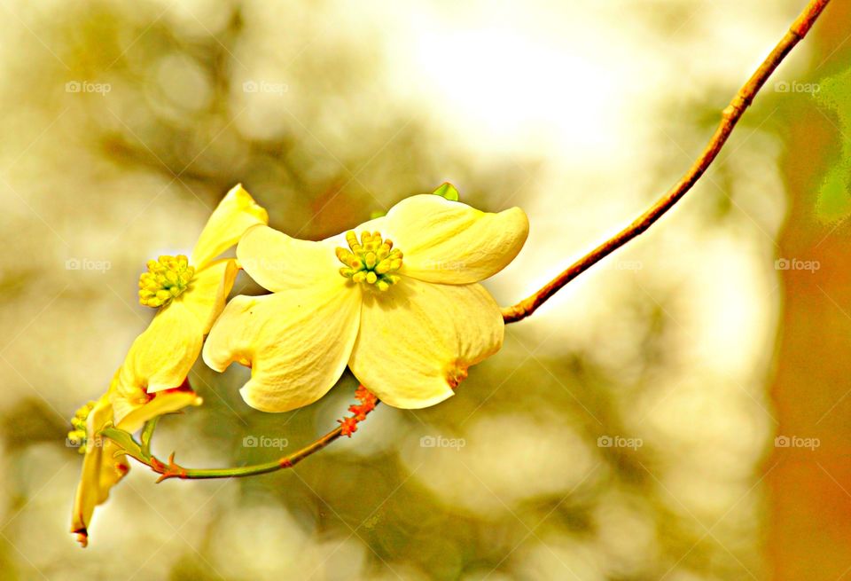 Early Spring blossoms 