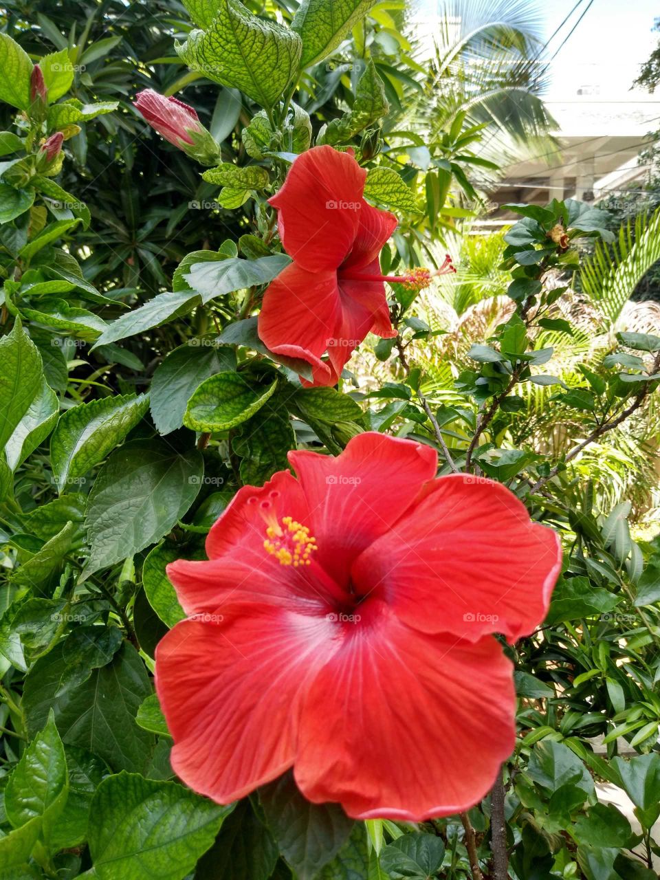 a beautiful red hibiscus flower in my garden