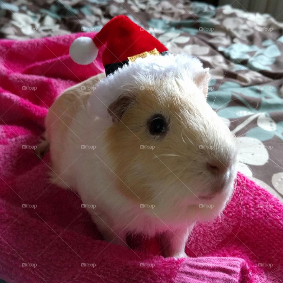 Close-up of guinea pig wearing hat