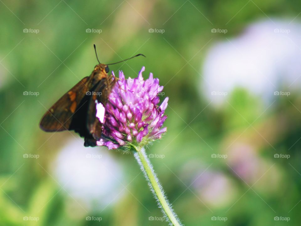 Butterflies Fly Away - a brown butterfly on a red clover blossom in a sunny meadow, white blurred wildflowers in the background