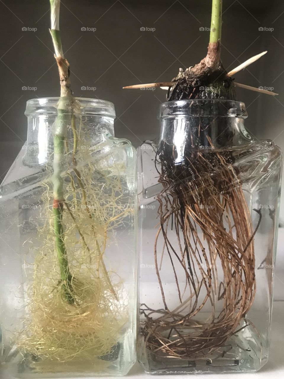 The green story of roots, growth, and germination. Life is a constant struggle.