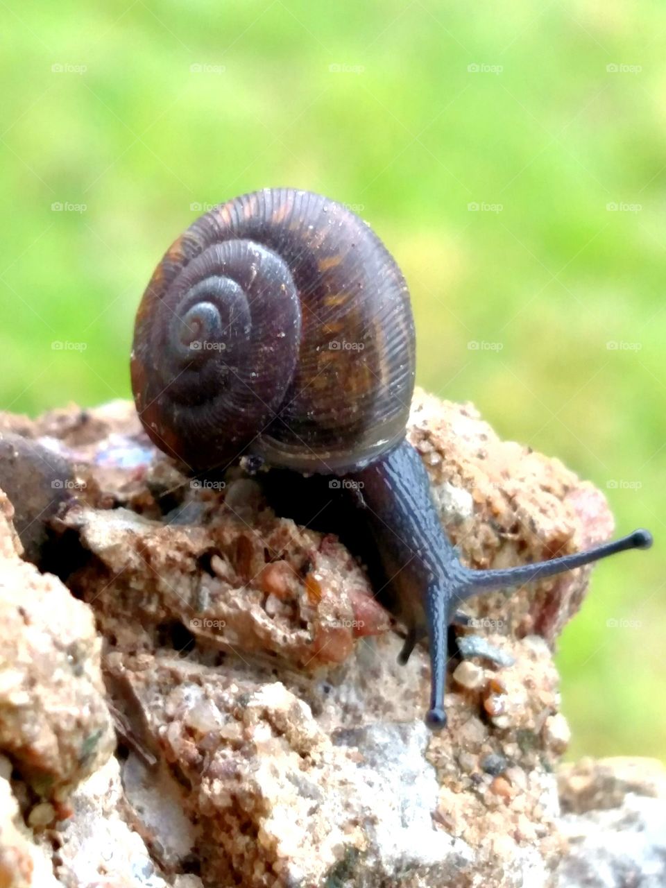 Snail