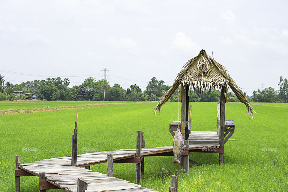 The huts built from wood and dry leaves with a wooden bridge on the rice fields