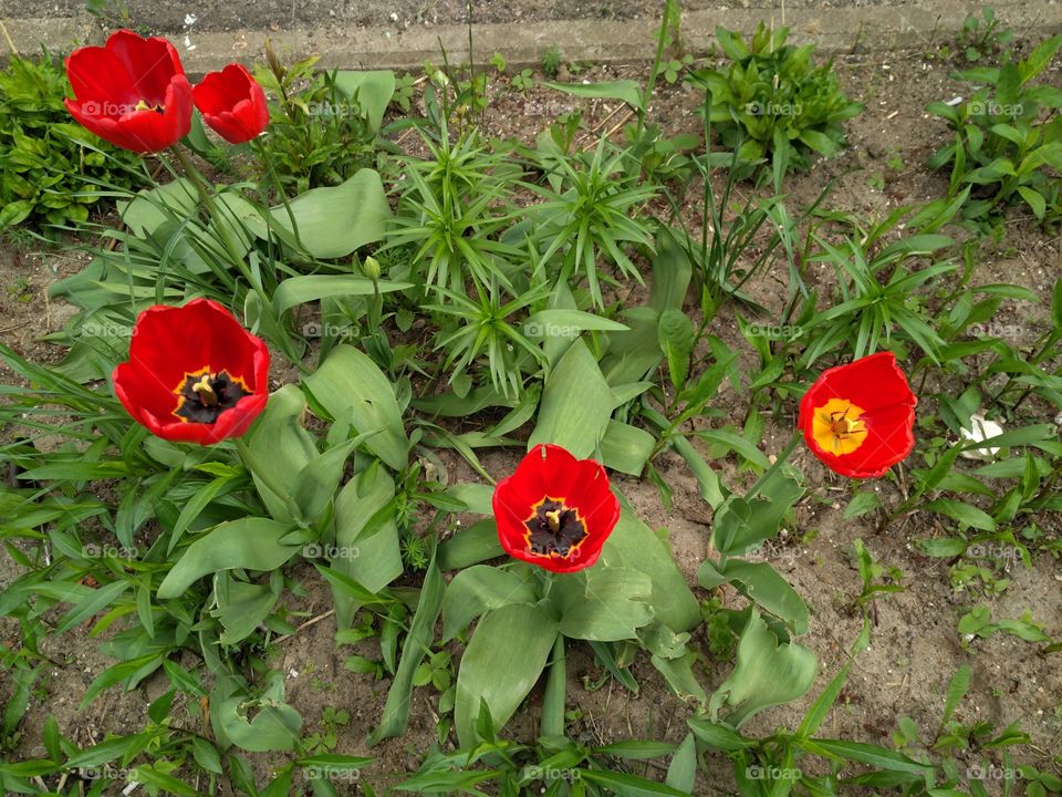 Red Flowers