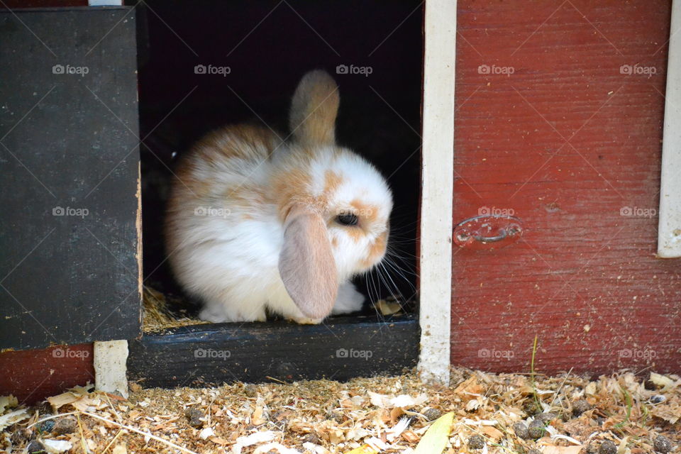 Close-up of a rabbit