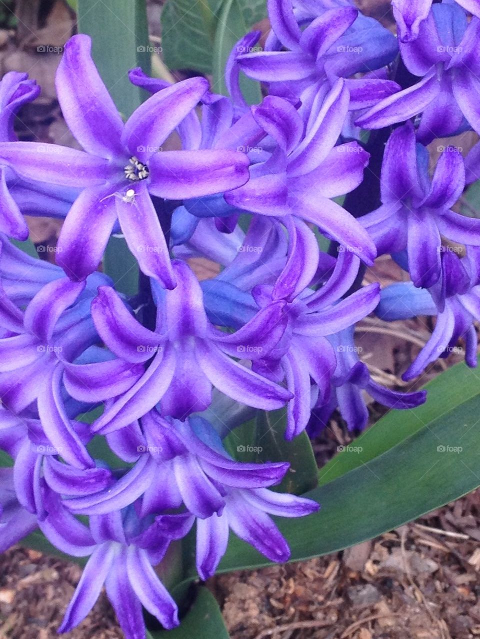 Spring flowers 