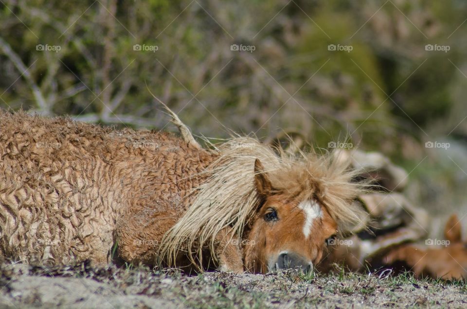 A happy, joyful, dirty, shetlandpony