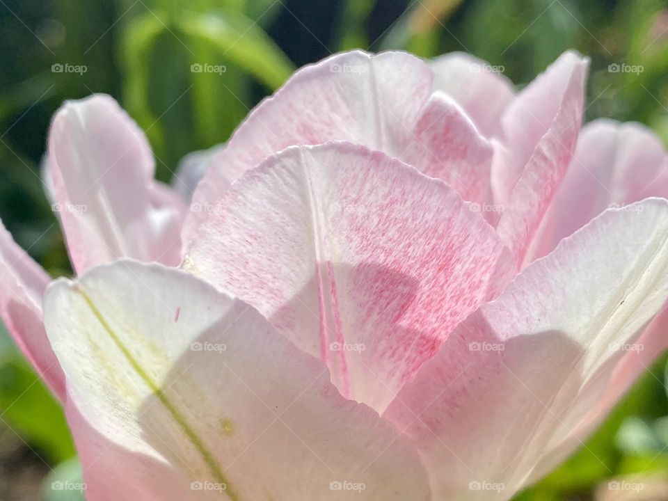 Side view of a pale pink and white tulip