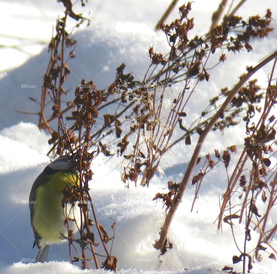 Winter bird