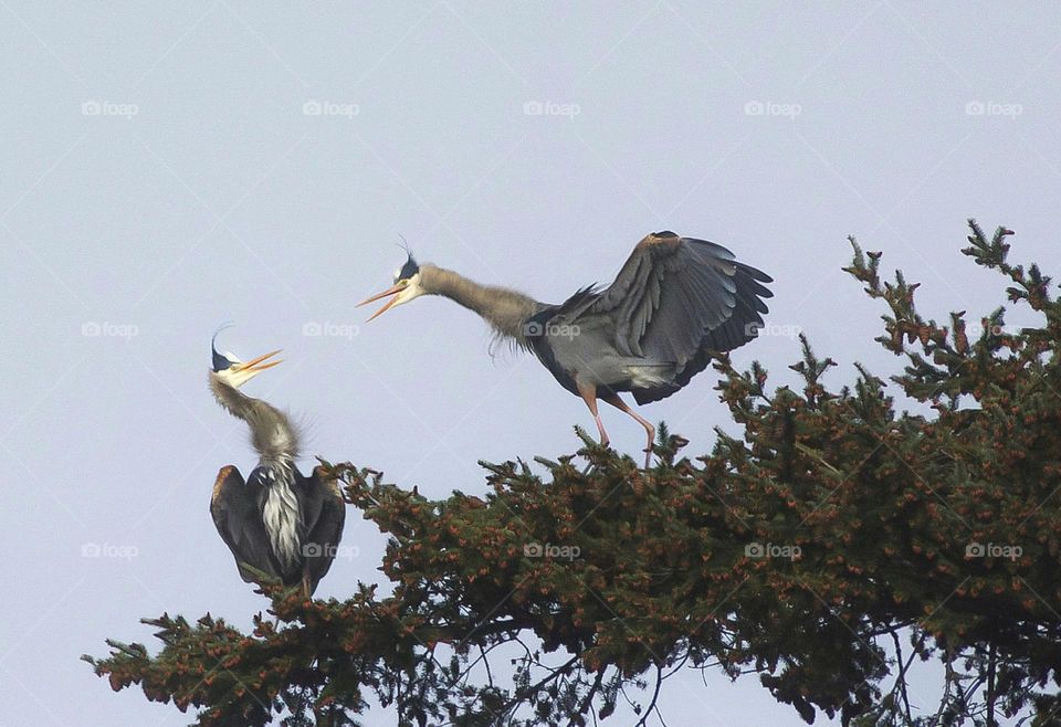 Great Blue Herons having an intense discussion