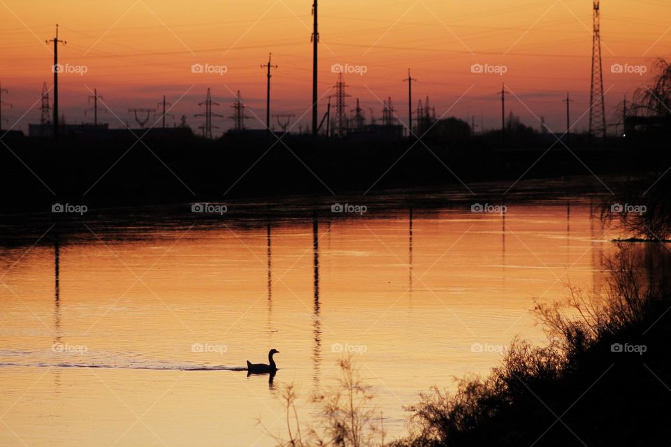 sunset and city landscape near the river across which a swan or duck swims