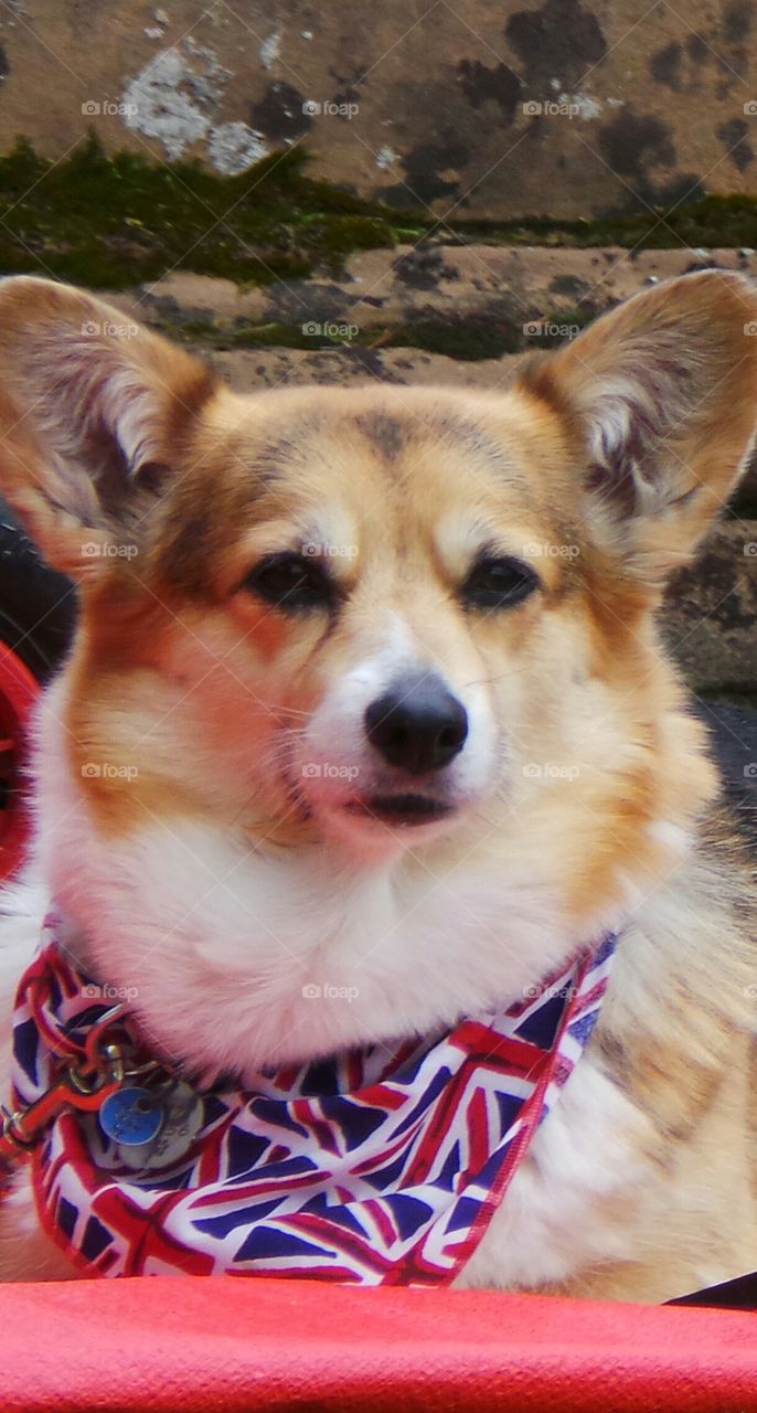 corgi close up