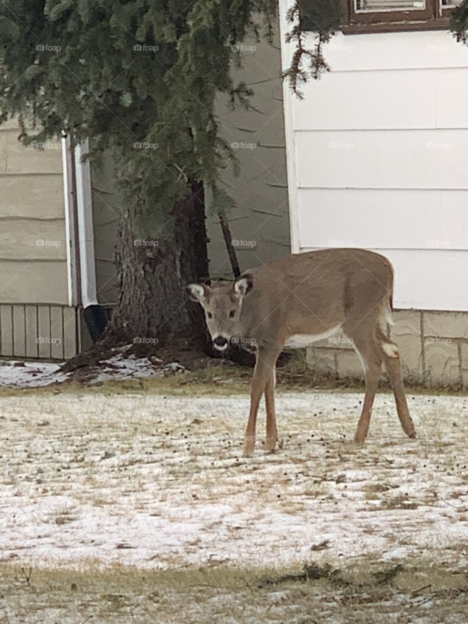 Mule deer in town 