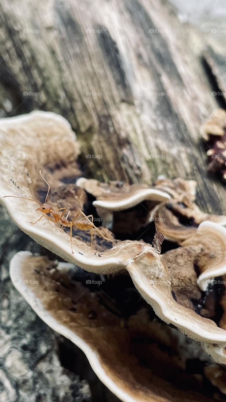 Fungus