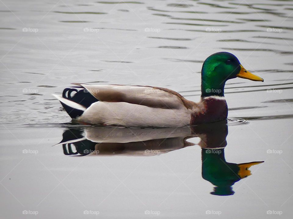 duck